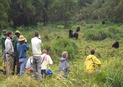 3 day gorilla tracking Rwanda Tour