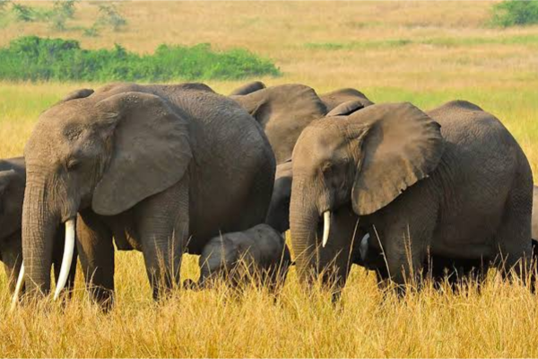 image_elephants_queen_elizabeth_national_park