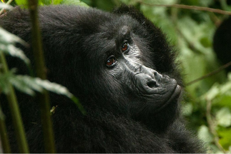 image_gorilla_in_bwindi