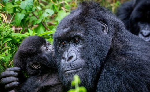 2 Weeks -Big 5 Safari Gorilla Uganda -Rwanda